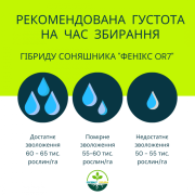 ФЕНІКС OR7, НАСІННЯ посухостійкого гібриду соняшника, безкоштовна доставка, Дніпропетровська область 