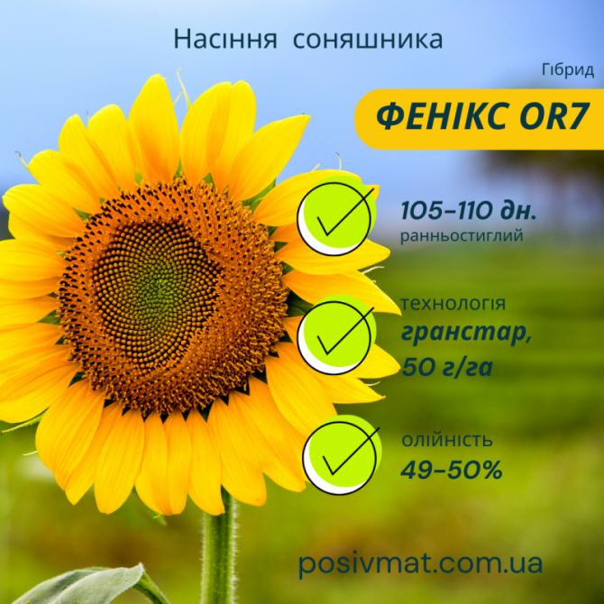 ФЕНІКС OR7, НАСІННЯ посухостійкого гібриду соняшника, безкоштовна доставка, Дніпропетровська область  - зображення 1