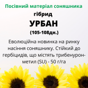 Соняшник під гранстар гібрид - УРБАН OR7 (110 днів), Київська область. 