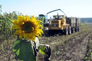 Купуємо насіння олійних культур, Закарпатська область. Украйна