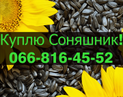 На постійній основі закуповую соняшник у будь-якому обсязі, Полтавська область. Украйна