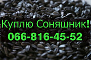 На постійній основі закуповуємо соняшник!!!! Дорого, Полтавська область. Україна