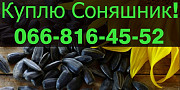 Закуповую СОНЯШНИК у будь-яких обсягах, Полтавська область. Украйна