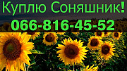 Підприємство закуповує соняшник! Оплата на вагах, Полтавська область. 