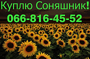 Закуповую соняшник в обсязі, за найвищими цінами, Полтавська область. 