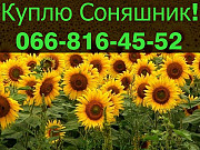 Придбаю СОНЯШНИК, на постійній основі у необмежених обсягах, Полтавська область. 