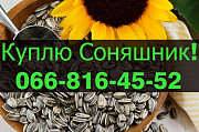 На постійній основі підприємство закуповує СОНЯШНИК! Оплата за вагою, Полтавська область. Украйна