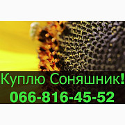 Переробне підприємство оголошує про закупівлю СОНЯШНИКУ, Полтавська область. Україна