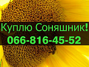 Закуповую СОНЯШНИК великим оптом! Оплата на вагах, Полтавська область. Україна