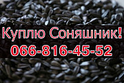 Заготівля СОНЯШНИКУ урожай 2024! Оплата на вагах, Полтавська область. Украйна