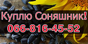 Підприємство купує соняшник! Розрахунок на вагах, Полтавська область. Україна