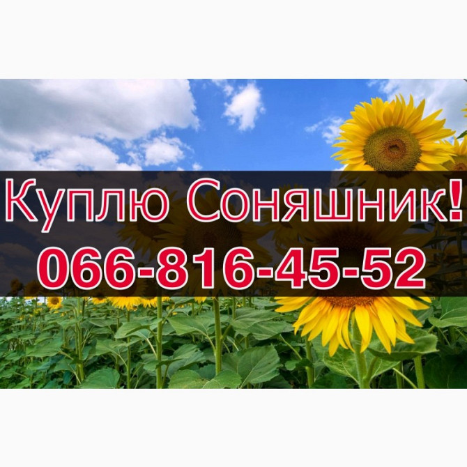 Закуповуємо соняшник! Високі ціни! Оплата на вагах! Щоденно, Полтавська область.  - зображення 1