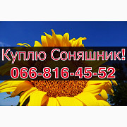 Підприємство закуповує СОНЯШНИК! Щоденно! Без вихідних, Полтавська область. Україна