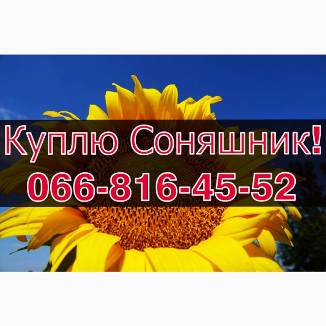 Підприємство закуповує СОНЯШНИК! Щоденно! Без вихідних, Полтавська область.  - зображення 1