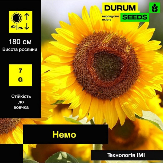 Насіння соняшника Nemo / Немо (Durum Seeds), Дніпропетровська область.  - изображение 1