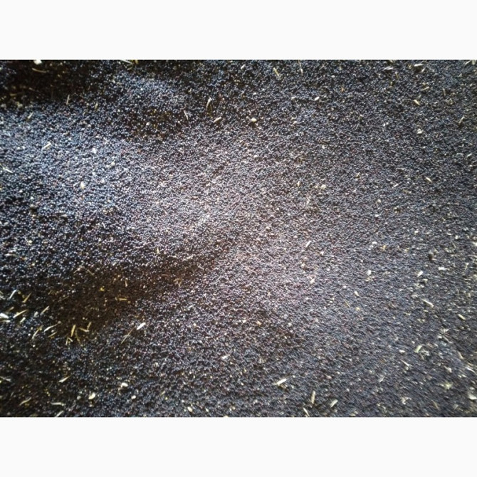 Продам рапс, Вінницька область.  - зображення 1