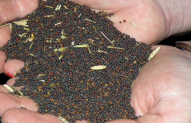 Куплю ріпак на заході України, Волинська область.  - зображення 1