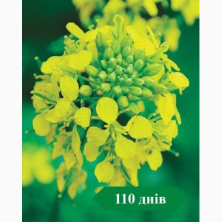 Ярий ріпак Гектор стійкий до Раундапу, Київська область.  - зображення 1