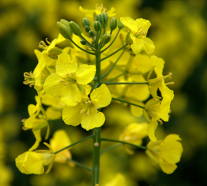 Насіння ярого ріпаку "Сіріус", Київ.  - зображення 1