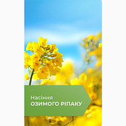 Насіння озимого ріпаку, Київ. -> Насіння озимого ріпаку, Київ. 