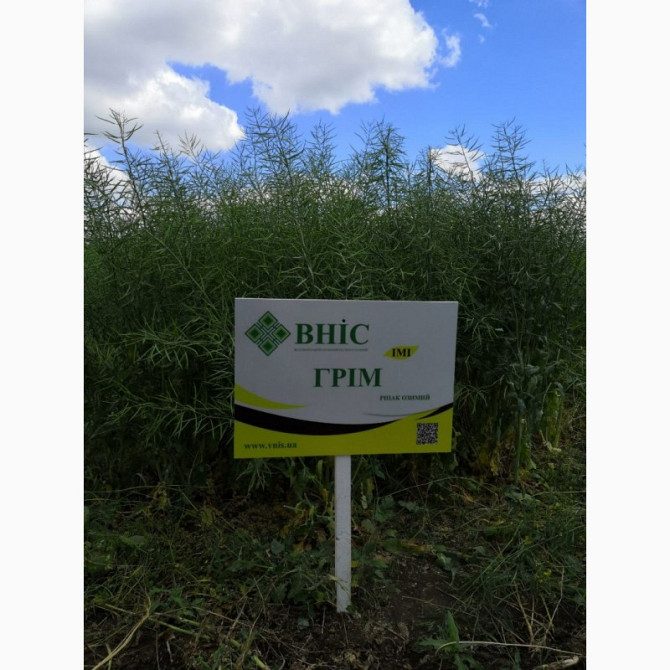 Озимий ріпак "Грім", Київ.  - зображення 1