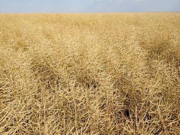 Сім'я озимого рапсу гібрид Блекстоун ТМ "ВНІС", Україна, Київ.  - зображення 1