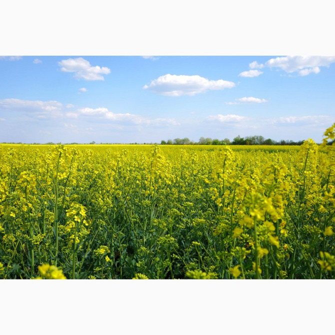 Сім'я озимого рапсу гібрид Маркус, ТОВ "ТК Арт-Агро", Україна (2022 рік), Київ.  - зображення 1