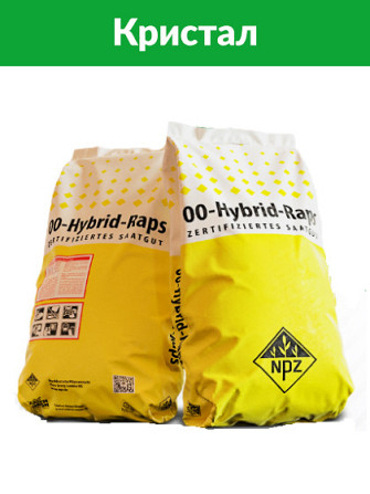 Сім'я озимого рапсу КРИСТАЛ NPZ-Lembke, Київ.  - зображення 1