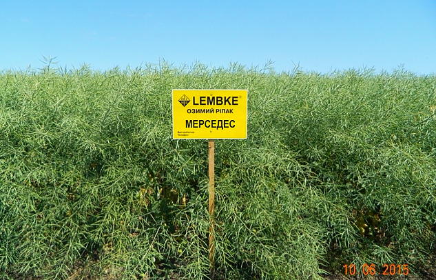Сім'я озимого рапсу МЕРСЕДЕС NPZ-Lembke, Київ.  - зображення 1