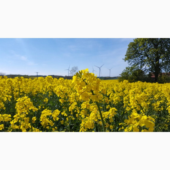 Насіння озимого ріпаку Віолін, Лембке, Lembke, Київ.  - зображення 1