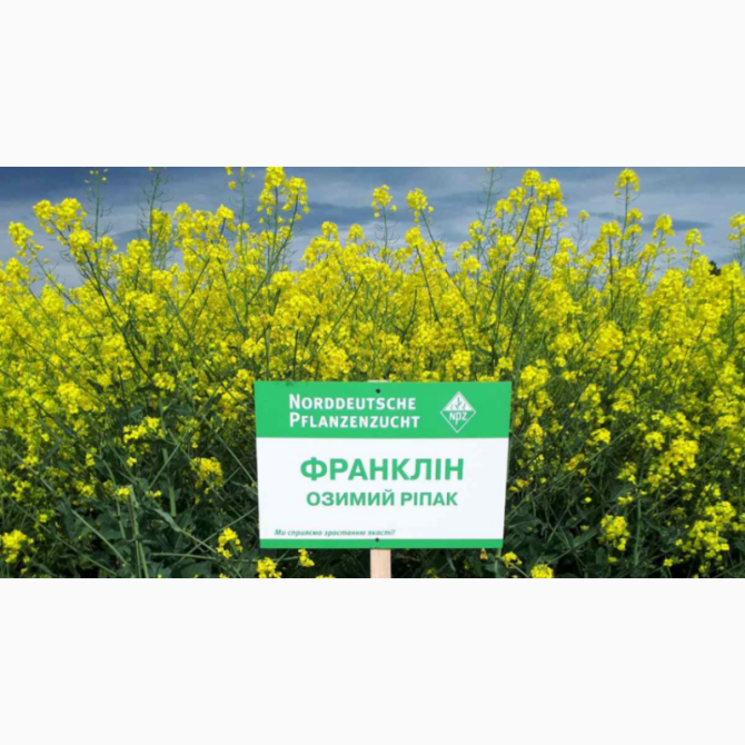 Насіння озимого ріпаку Франклін NPZ-Lembke (Лембке), Київ.  - зображення 1