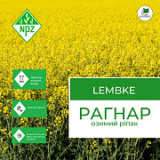 Насіння озимого ріпаку Рагнар, NPZ-Lembke (Лембке), Київ. Україна