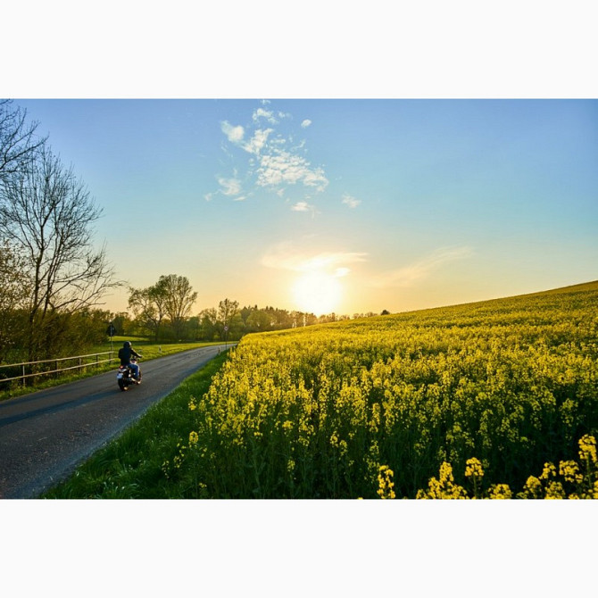 Насіння озимого ріпаку PT264 (PT264) від BREVANT, Київ.  - зображення 1