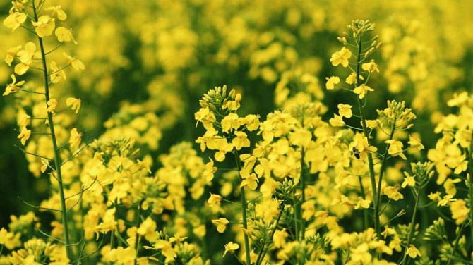 Насіння озимого ріпаку Марк, KWS, Київ.  - зображення 1