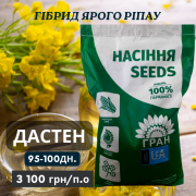 Новинка! Гібрид Ярого ріпака - ДАСТЕН (до 100 днів), Київська область. 