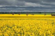 Куплю ГМО рапс. Самовивіз, Дніпропетровська область. 