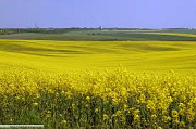 Куплю рапс масличний, Черкаська область. 