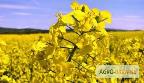 Постійно закуповуємо рапс у Вінницькій області.  - зображення 1