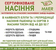 Сертифіковане насіння пшениці (еліти та 1 репродукції), Одеська область. Україна