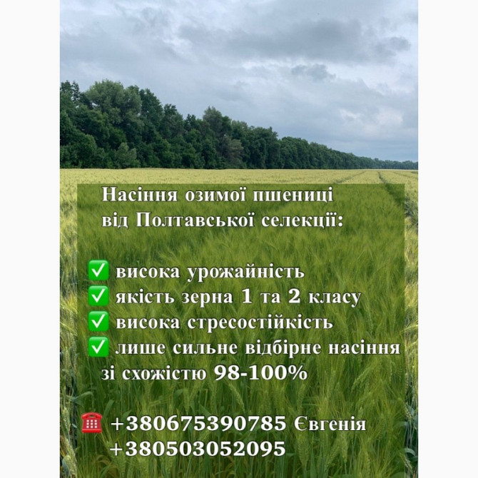 Озима пшениця сорту ПС Манжелія, Полтавська область.  - изображение 1