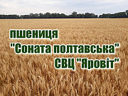 Насіння озимої пшениці "Соната Полтавська", еліта, Полтавська область. 