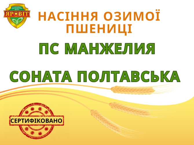 Насіння озимої пшениці, еліта, від автора, Полтавська область.  - изображение 1