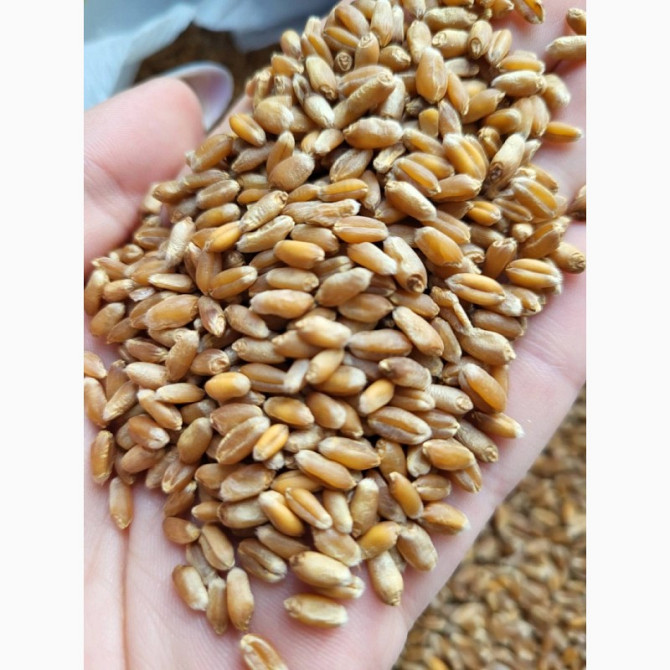 Продам пшеницю 2 класу, Хмельницька область.  - зображення 1