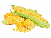 Закуповуємо кукурудзу в Україні Запоріжжя