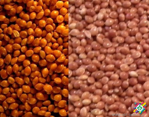 Просо червоне. Просо жовте. Продам. Харків - изображение 1