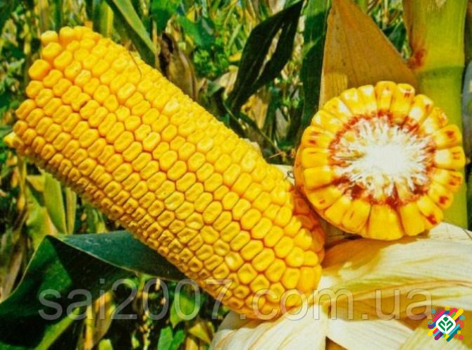 Сім'я гібриду кукурудзи Хотин ФАО 280. Київ - зображення 1