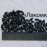 Семена подсолнечника более 300 гибридов Киев