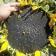 Семена подсолнечника более 300 гибридов Київ