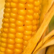 Семена Кукурузы оптом и в розницу Киев