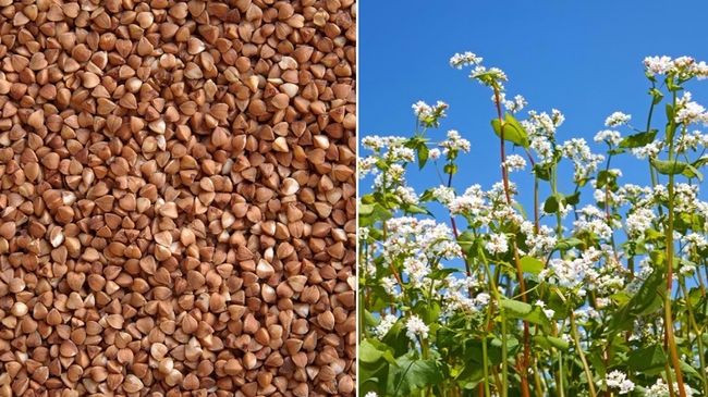 Продам гречку, Вінницька область.  - зображення 1